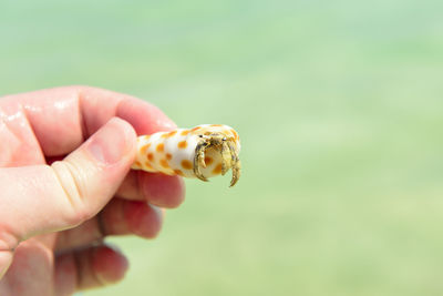 Close-up of hand holding hermit crab