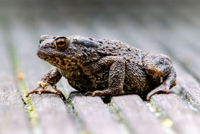 Close-up of frog or toad