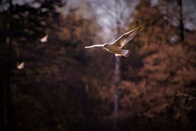 Low angle view of seagull flying in forest