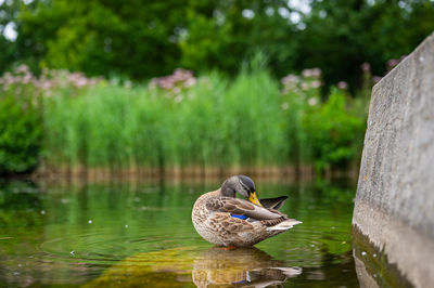 Duck on a lake