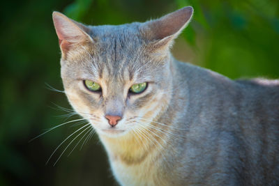 Close-up portrait of a cat