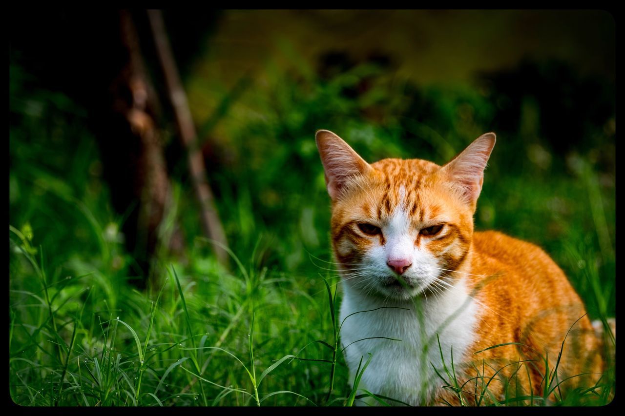 domestic cat, pets, one animal, animal themes, domestic animals, feline, grass, mammal, outdoors, day, no people, focus on foreground, ginger cat, portrait, looking at camera, nature, close-up