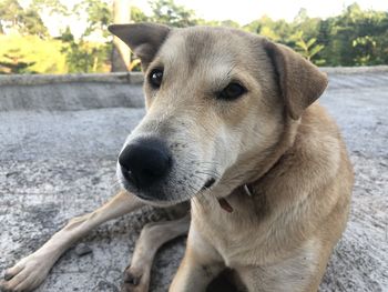 Close-up of dog looking away