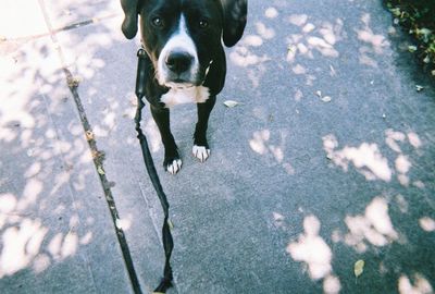 High angle view portrait of dog