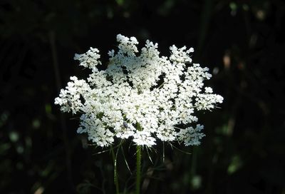 Close-up of white flowers blooming on tree