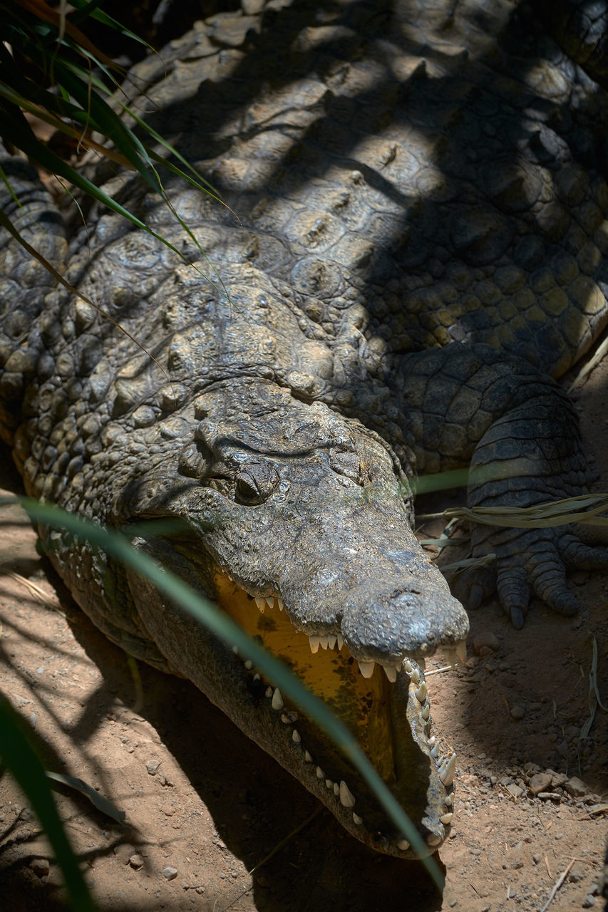 HIGH ANGLE VIEW OF CROCODILE ON FIELD DURING RAINY SEASON