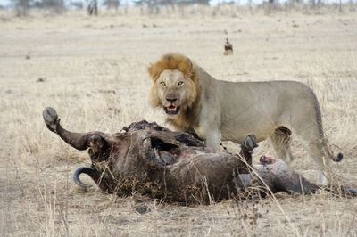 Lion eating a water buffalo