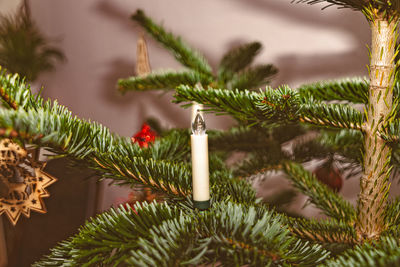 Close-up of christmas tree