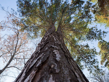 Low angle view of tree against sky