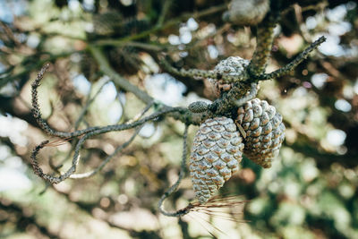 Close-up of plant against blurred background