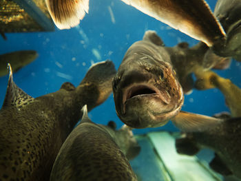 Close-up of rainbow trout in aquarium on blue background