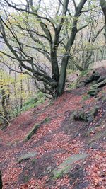 Trees in forest