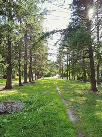 Footpath amidst trees in forest