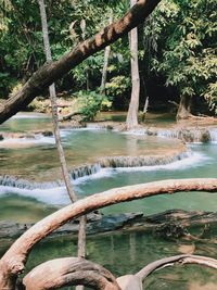 Scenic view of lake in forest