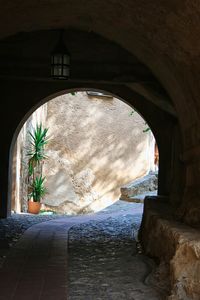 Potted plants by window in building