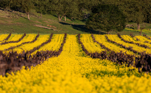 Scenic view of agricultural field