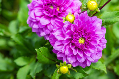 Close-up of pink flowering plant