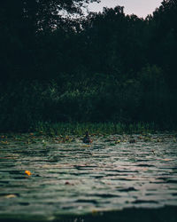 View of ducks swimming in lake