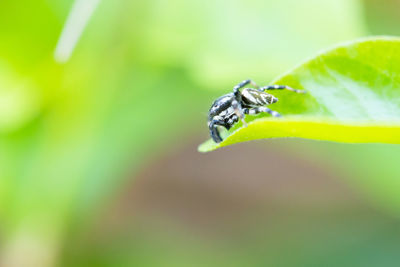 Close-up of insect on leaf