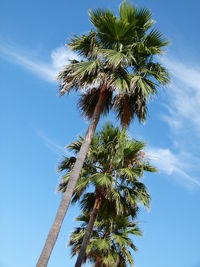 Low angle view of coconut palm tree against blue sky
