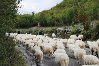 Sheeps walking on street in rush