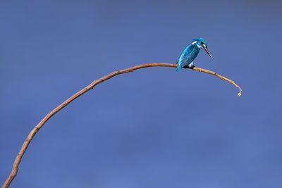 Low angle view of bird on branch against sky