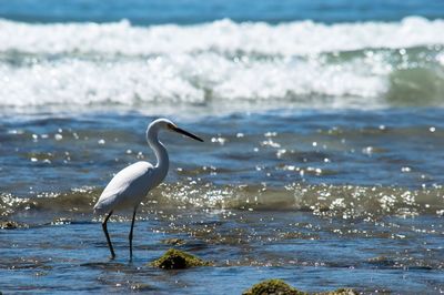 View of birds in sea