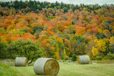 Scenic view of grassy field