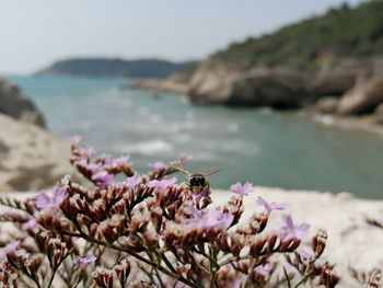 Close-up of purple flowering plants on beach