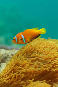 View of fish swimming in sea