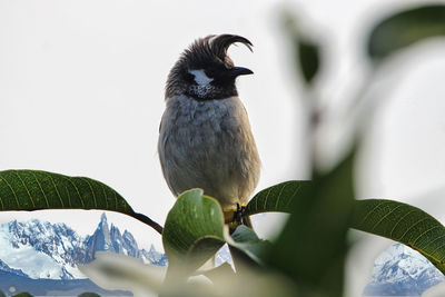 Close-up of bird perching on a plant