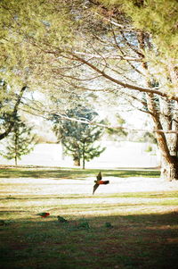 Bare trees on grassy field