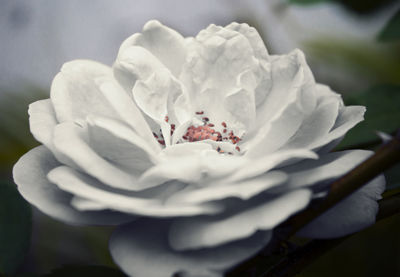 Close-up of white flowers