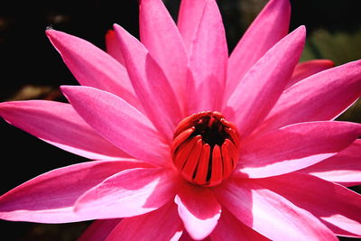 Close-up of pink flower blooming outdoors