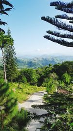 Scenic view of forest against sky