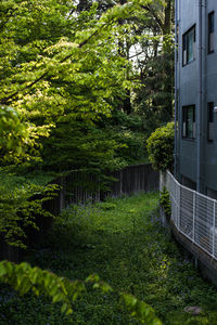 Plants and trees in park