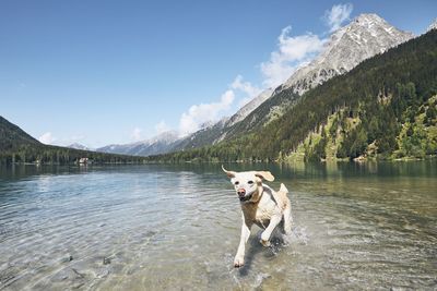 Dog running in lake against sky