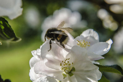 Close-up of bee on white flower