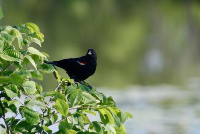 Bird perching on a plant