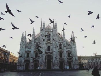 Birds flying in city