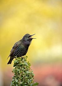 Close-up of bird perching on plant