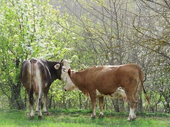 Cows standing in a field