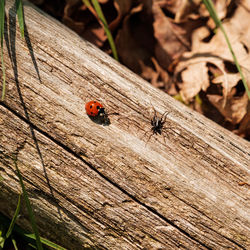 High angle view of ladybug on wood