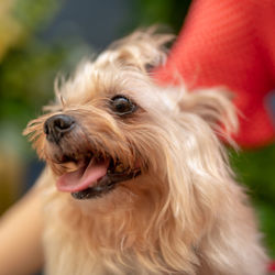 Close-up of dog looking away