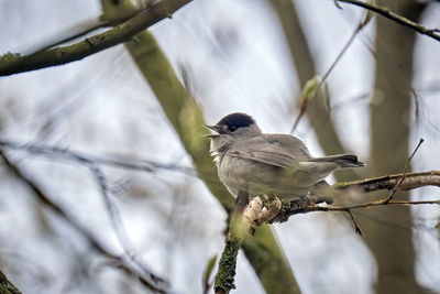 Close-up of bird perching on branch