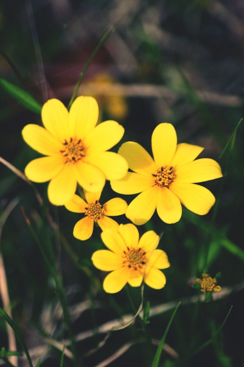 flower, yellow, freshness, petal, fragility, flower head, growth, beauty in nature, focus on foreground, close-up, nature, blooming, plant, in bloom, stem, pollen, blossom, day, outdoors, no people