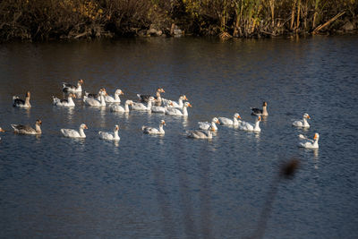 Flock of birds on lake