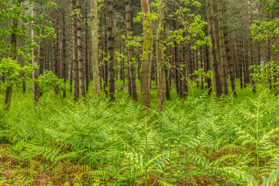 Pine trees in forest