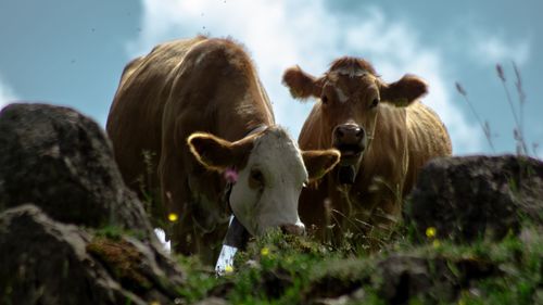 Cows in a field