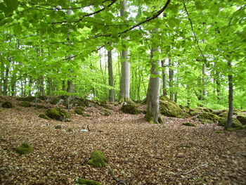 Trees growing in forest